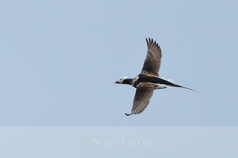 Long-tailed Duck (male) flying, Iceland - Long-tailed Duck