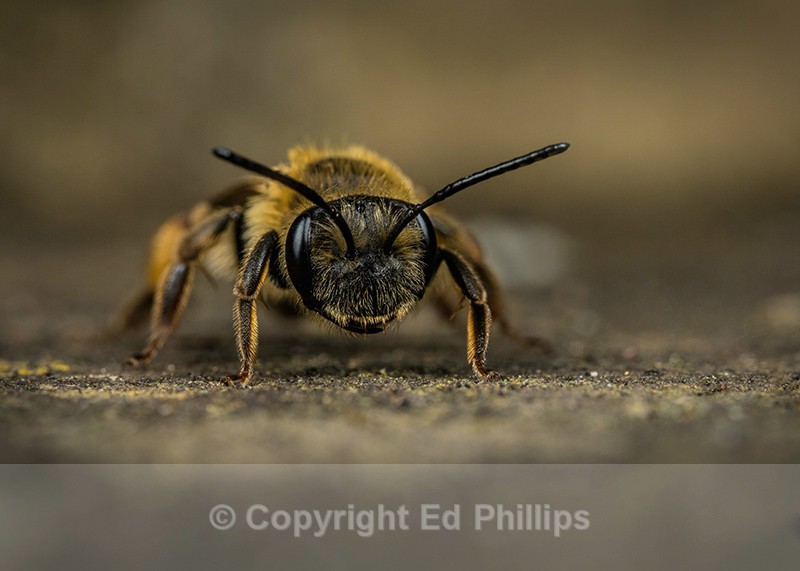 Andrena bucephala (f) - Andrena bucephala