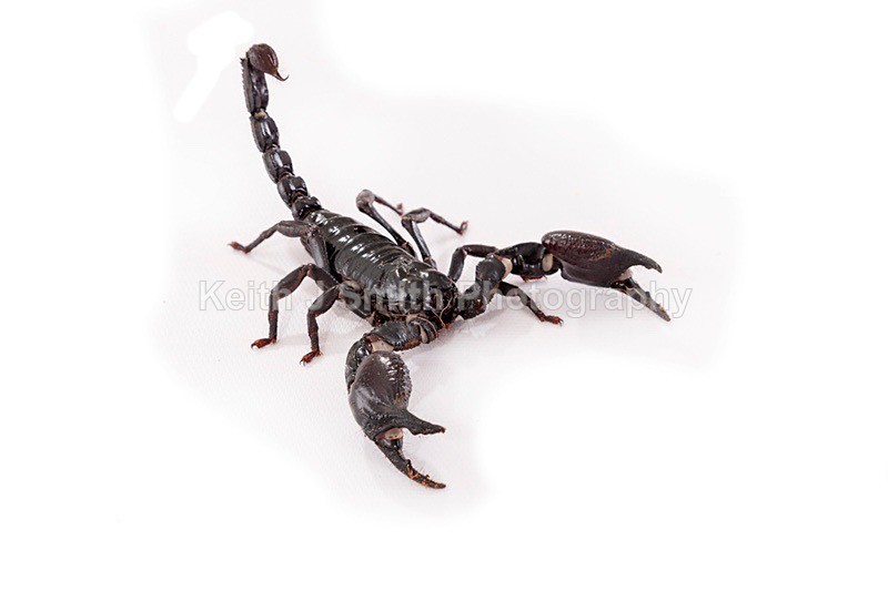 7SKJ4098 - Roaming Reptile Show III