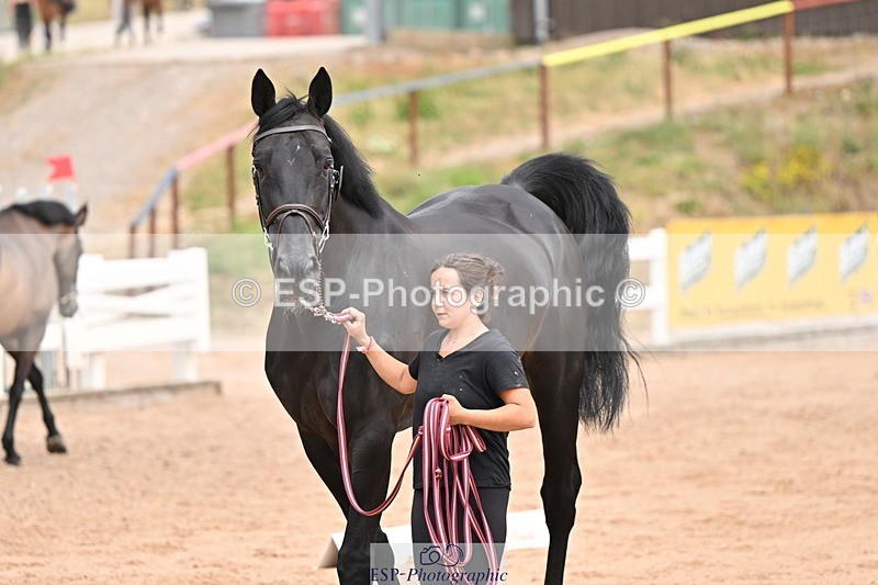 250716-150941-01707 - Trot Up 2.30 to 3.30