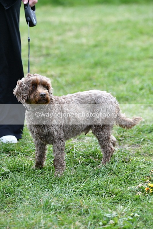 WJ5_9372 - Class 1 Best Cross Breed / Heniz 57