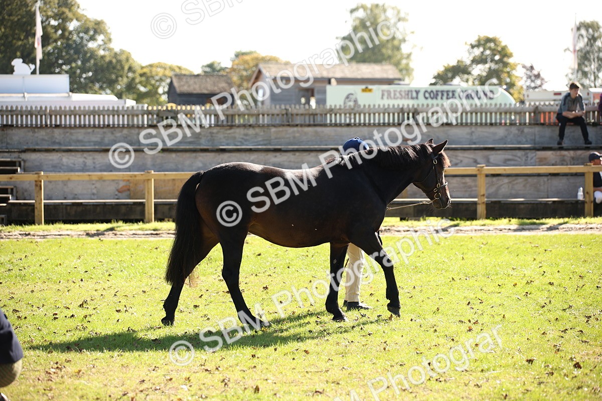 SBM_36627 - S10 - Best In Hand Horse & Pony