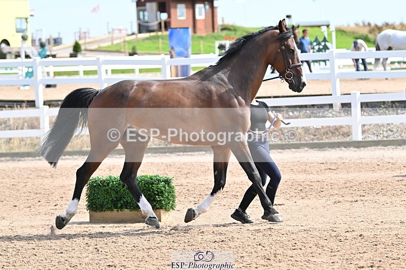 240717A-155604-03203 - Trot Up 3pm to 4pm