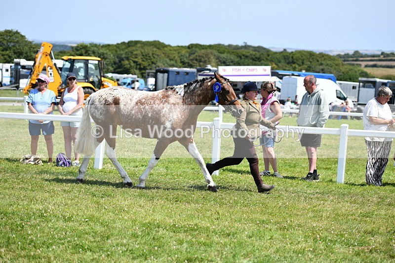 DSC_7923 - Coloured Horse In Hand Championship