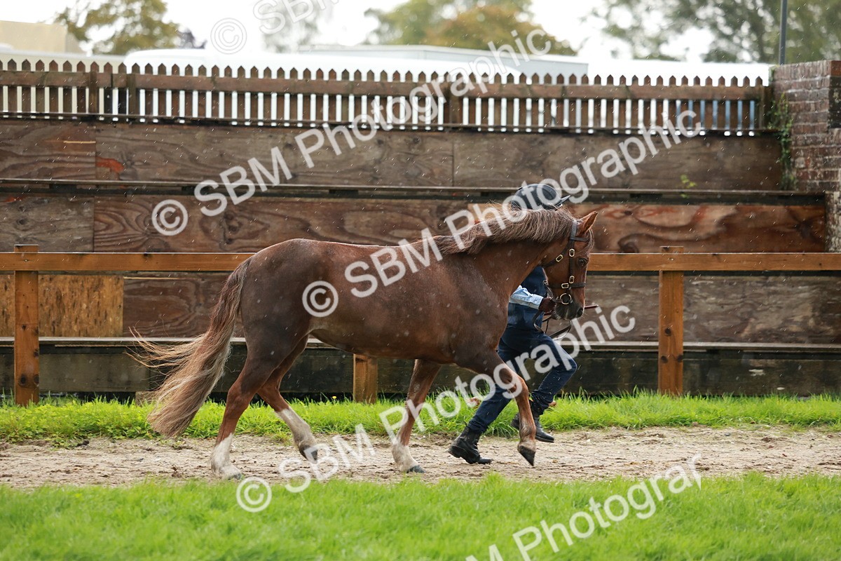 SBM_34863 - S10 - Best In Hand Horse & Pony