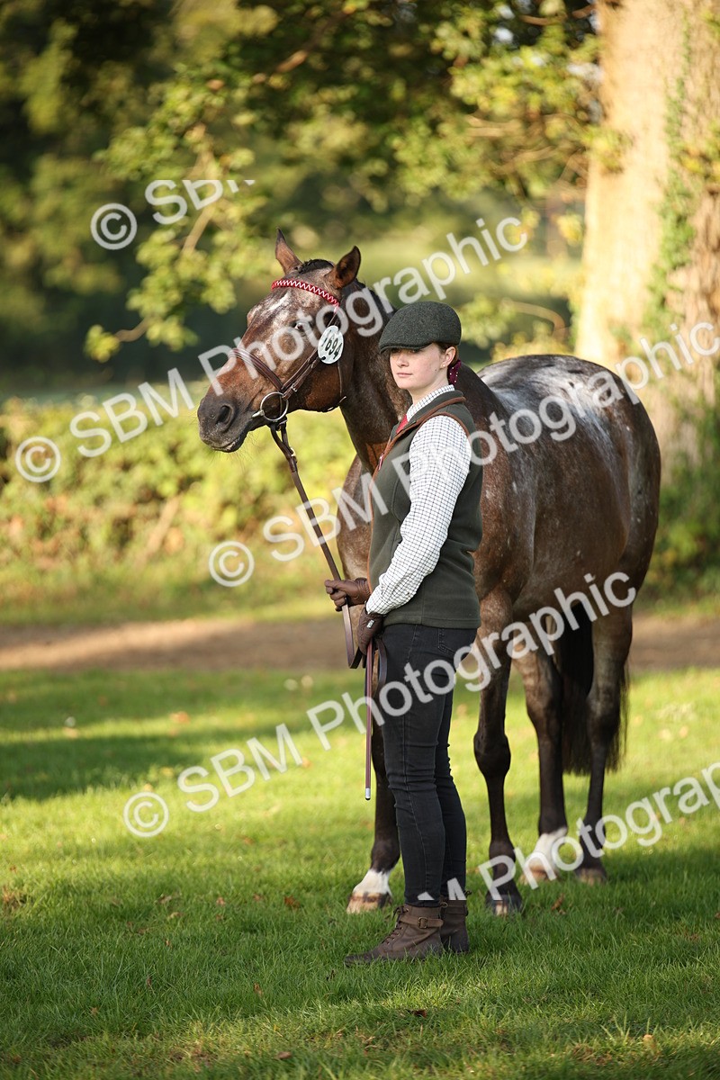 SBM_57584 - S50 - Foreign Breeds In Hand