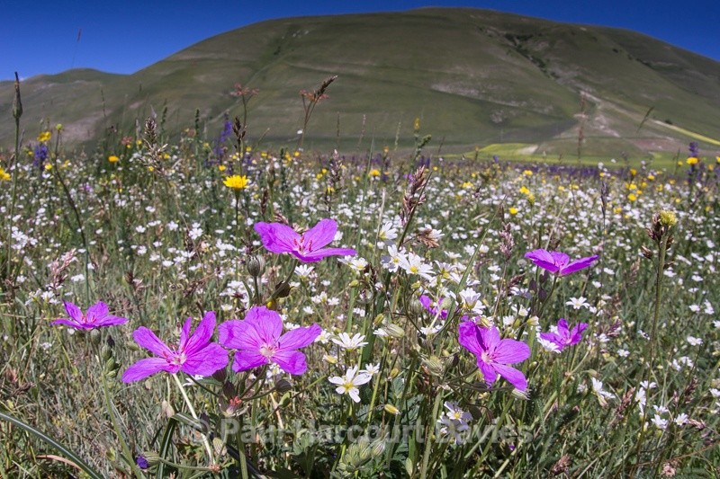  - Plants: wide-angle