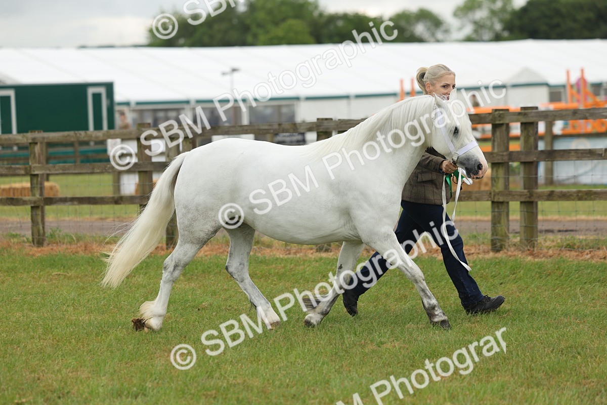 SBM_01660 - Class 50-57 - M&M Welsh Pony In Hand