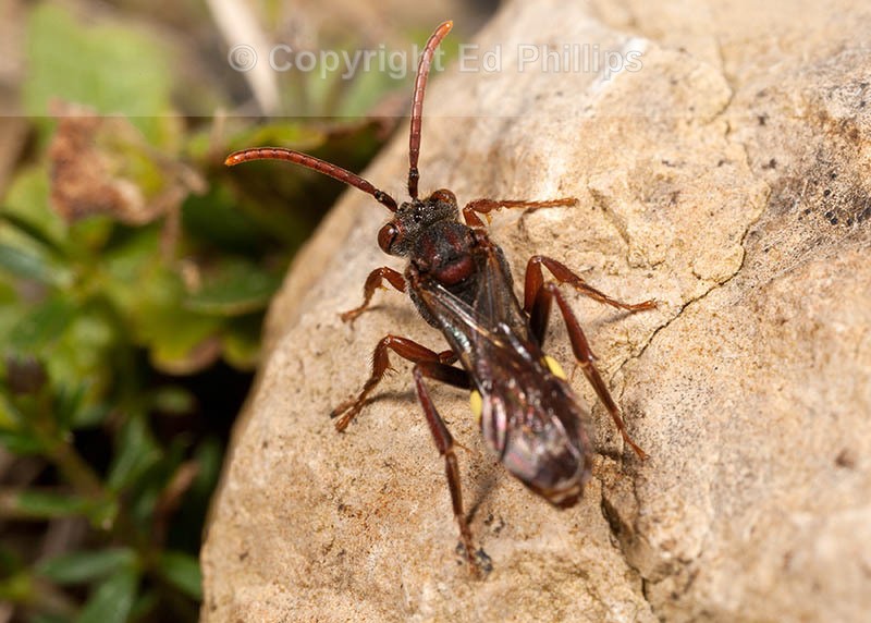 Nomada hirtipes (f)