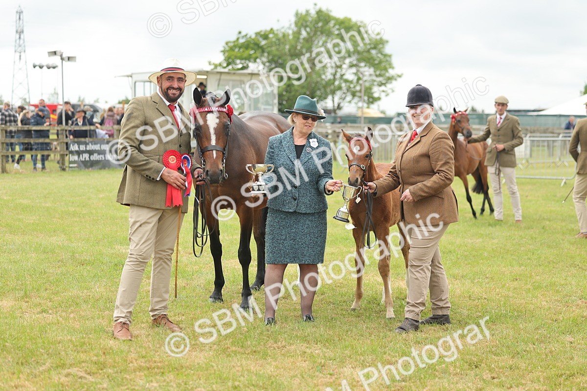 SBM_05592 - Class 68-73 - Riding Pony Breeding