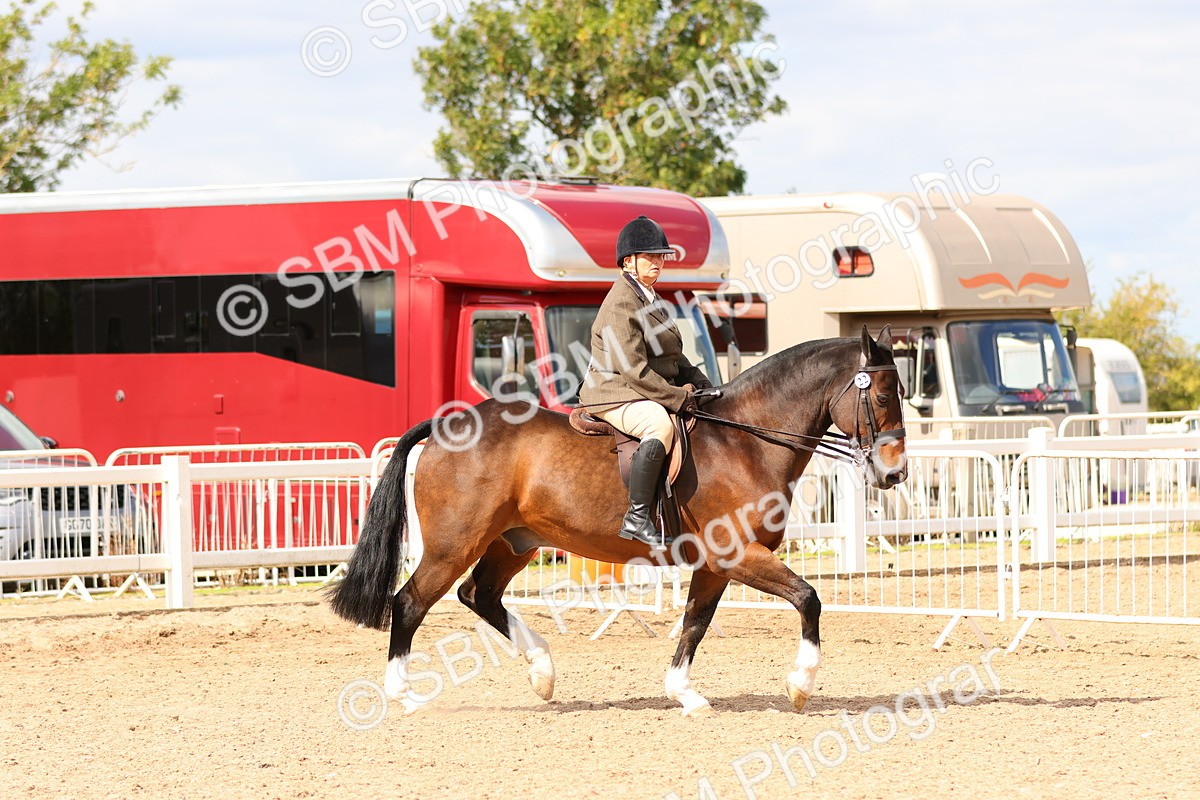 SBM_15477 - Class 214 - Ridden Show Cob