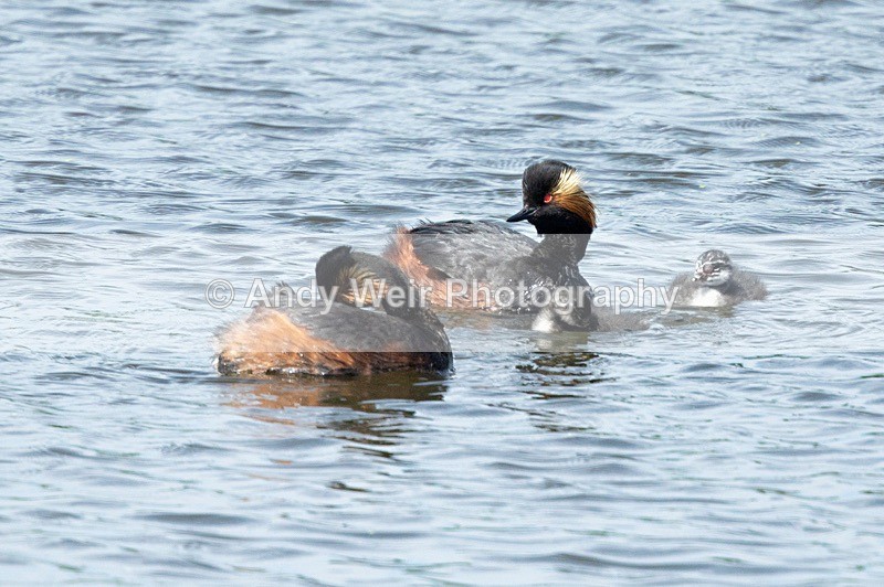 20180605-Woolston-8E0A8991 - Black-necked Grebe