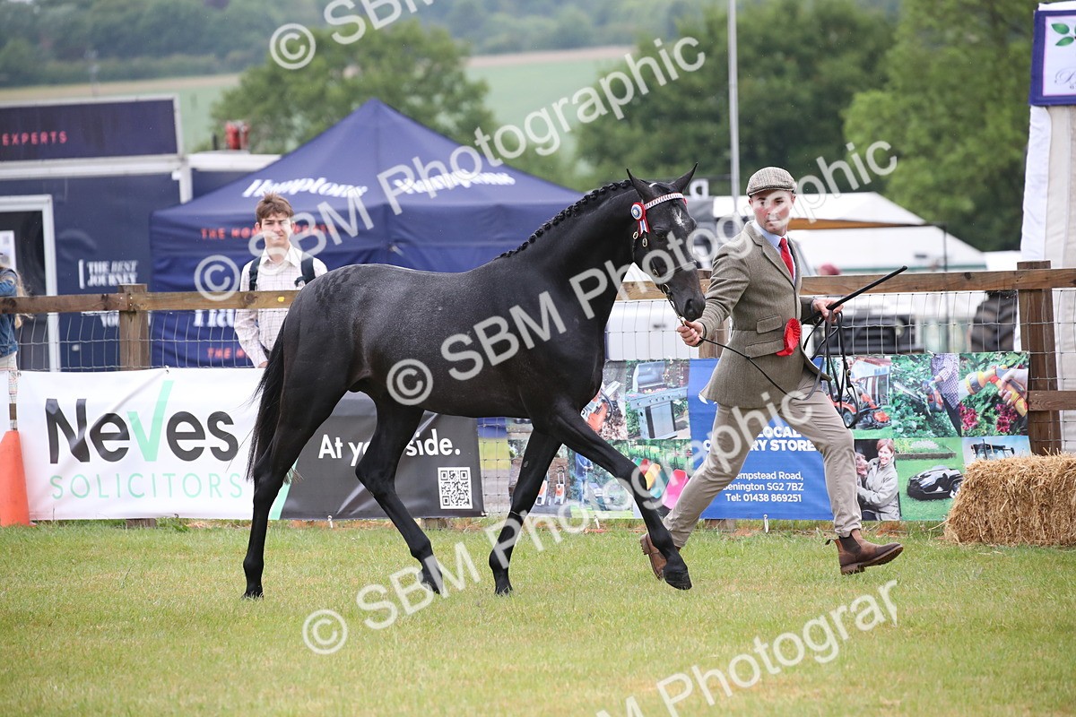 SBM_00097 - Class 17-20 - Arab & Part Bred - Anglo Arab In Hand