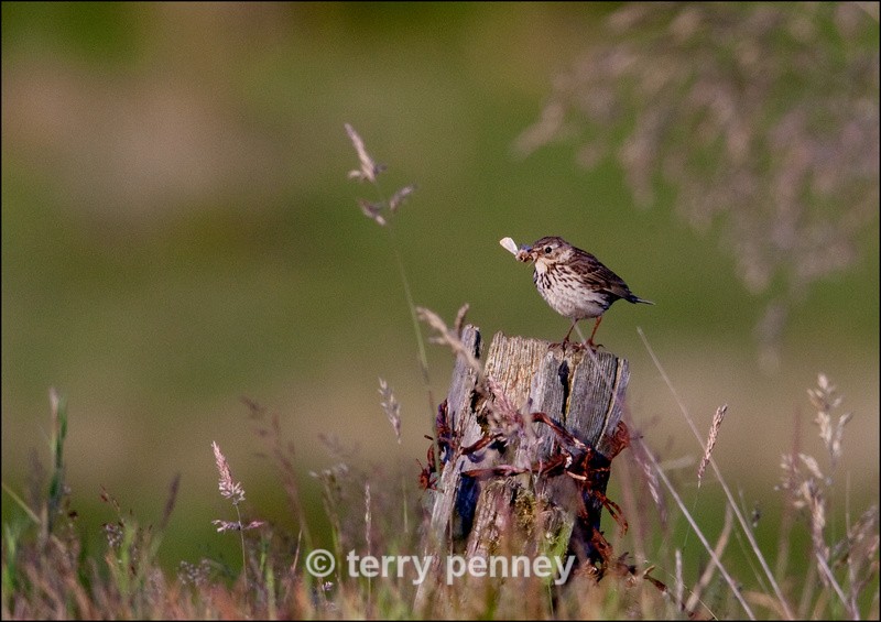 Meadow Pipit - Birds