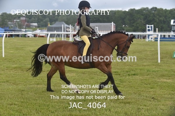 JAC_4064 - 40CM WORKING HUNTER