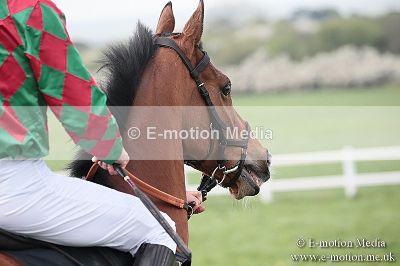 PtP 210418 314 - South & West Wilts Point-to-Point Larkhill 21/04/18