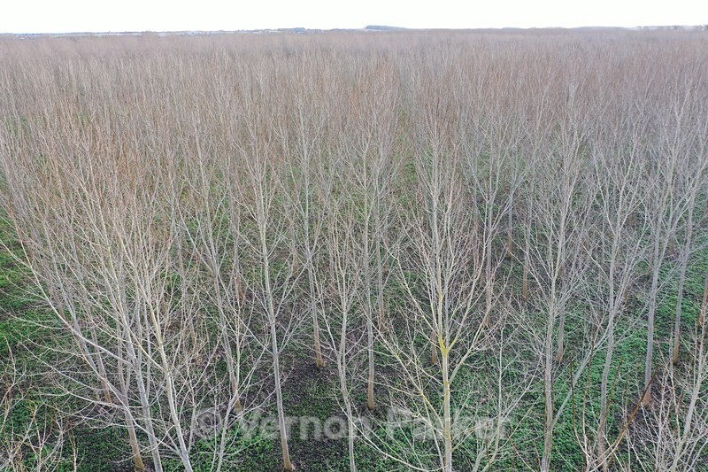 Poplar trees growing in the Nar Valley - Ariel Landscapes