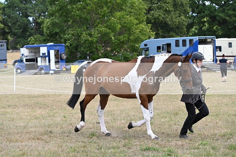 WJ6_6003 - Class 19 In-hand Veterans (Uploaded correct folder)