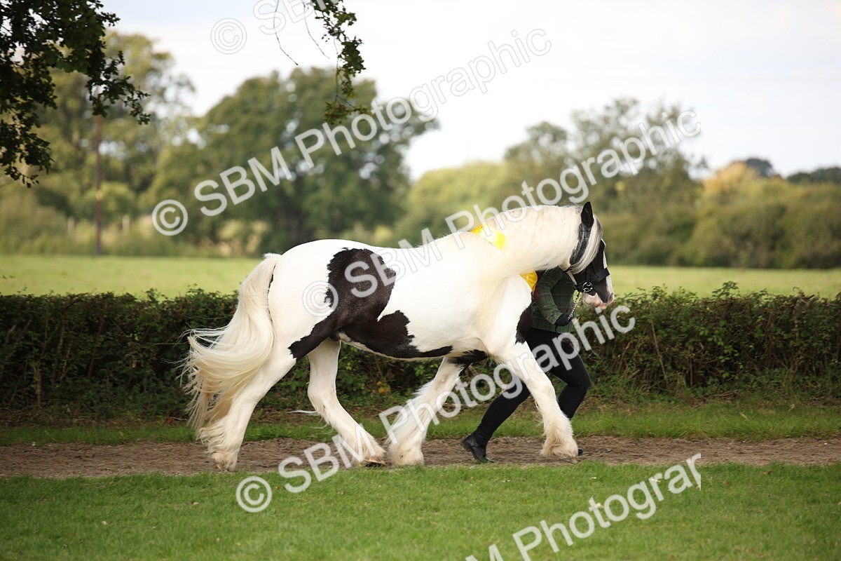 SBM_62943 - In Hand Horse Supreme Championship