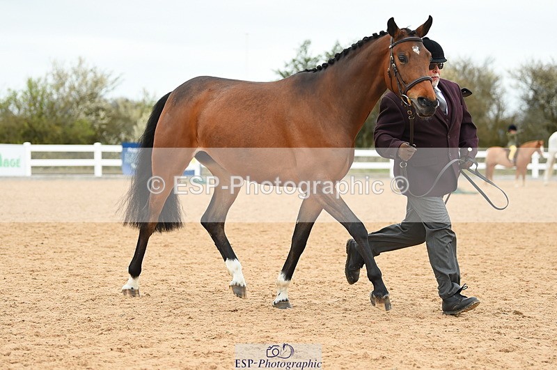 230416A-140536-04736 - Cls 46+43 In Hand Warmbloods and Foreign