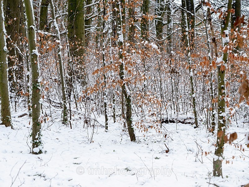 Winter Colour. - Snow Scene's /Winter