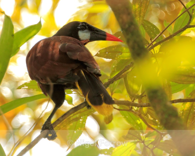Montezuma Oropendola, Arenal, Costa Rica - Montezuma Oropendola