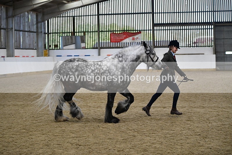 WJ5_5645 - Morning in hand Championship