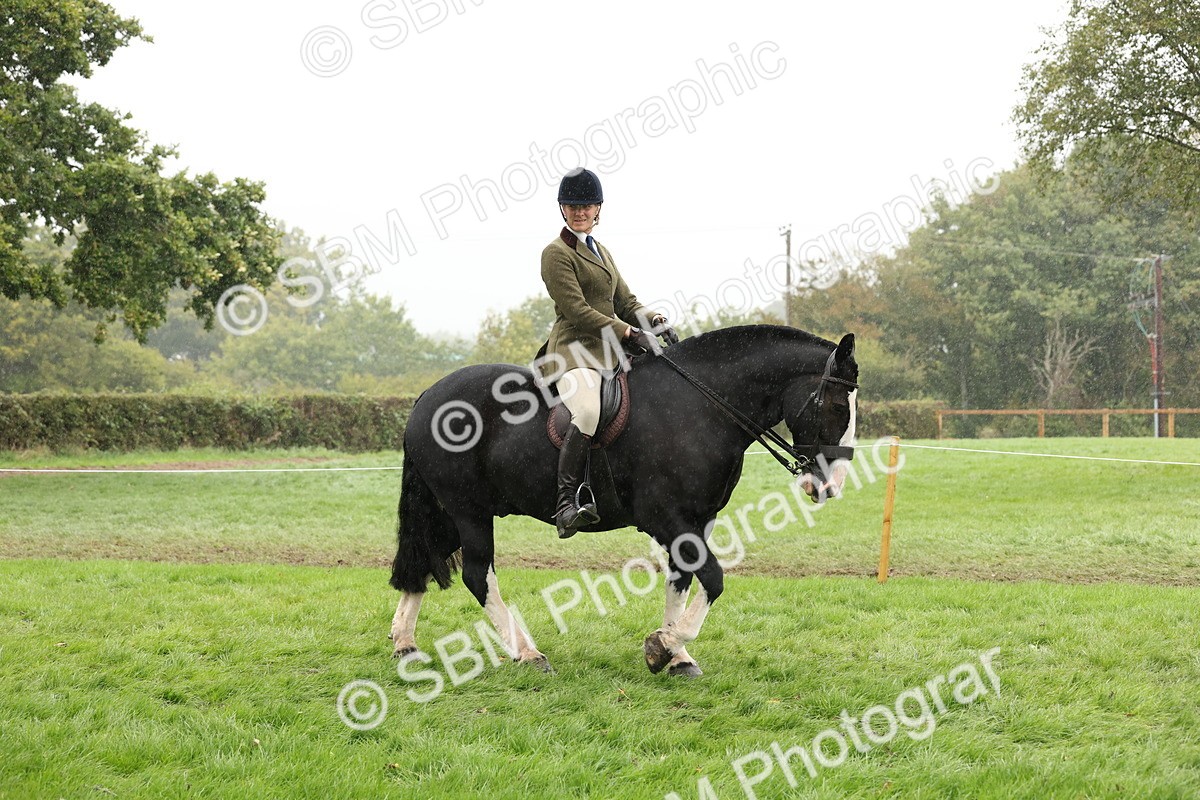 SBM_69771 - S69 - Show Cob Ridden