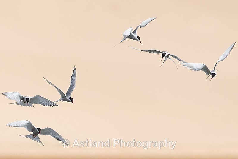 Astland Photography, Bird and Wildlife Images, Susan and Peter Wilson, U.K.