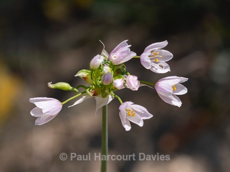 Rosy garlic (Allium roseum) - Flower Portraits