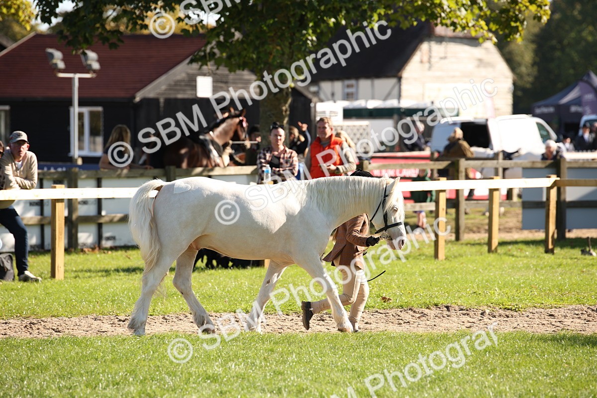 SBM_36575 - S10 - Best In Hand Horse & Pony
