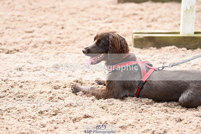 240518A-113738-00795 - Cls 1 Cutest Puppy
