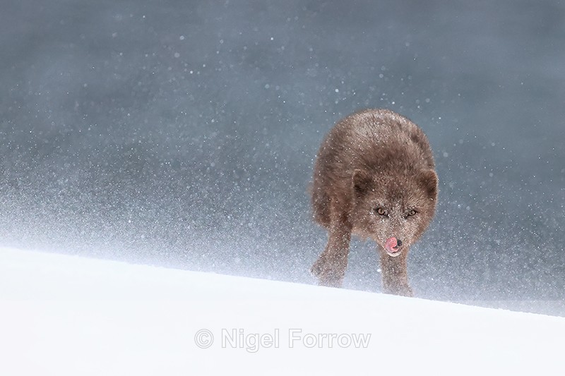 Female Arctic Fox tongue out, Hornstrandir, Iceland - Arctic Fox