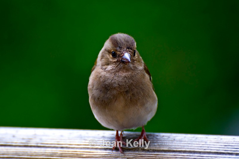 Chaffinch - 9097 - Birds