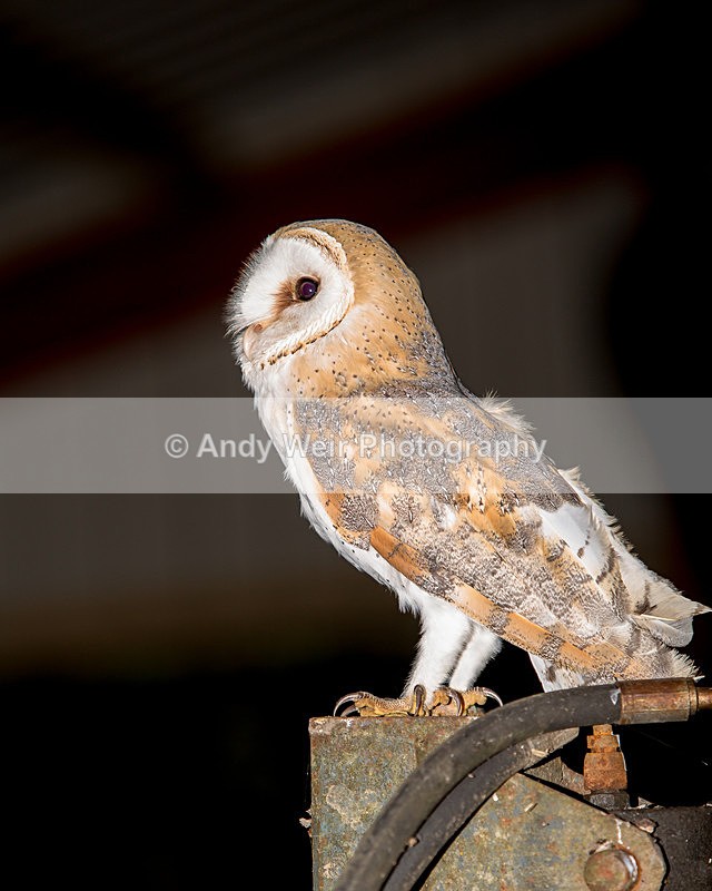 Barn Owl-3K8A7149-2467 - Barn Owl