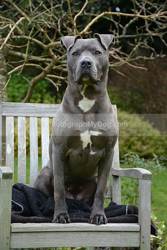  - American Staffordshire Terrier