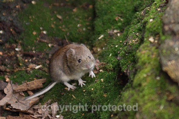 Bank Vole - Sherwood Forest - Nottinghamshire - Mammals