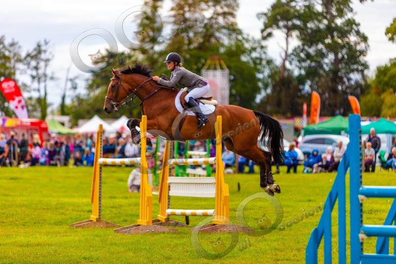 Eventing Horse_3331 - Pet Photography