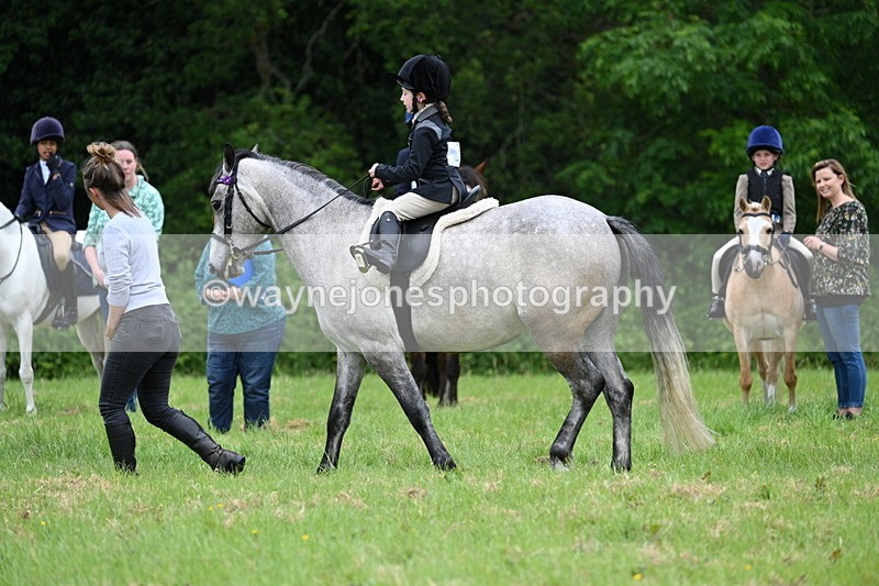 WJ7_4017 - Class 14A Handsome Gelding
