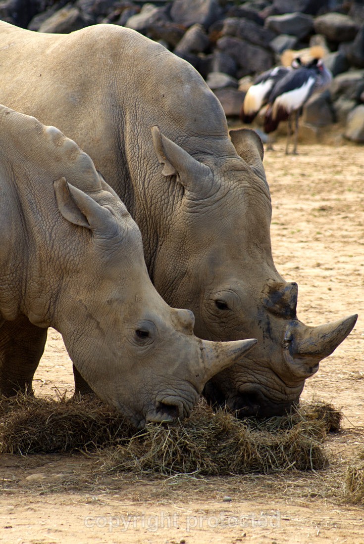 Astrid and Tayo - Wildlife Vets International