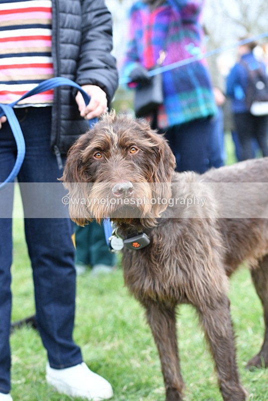 WJ5_9266 - Class 1 Best Cross Breed / Heniz 57