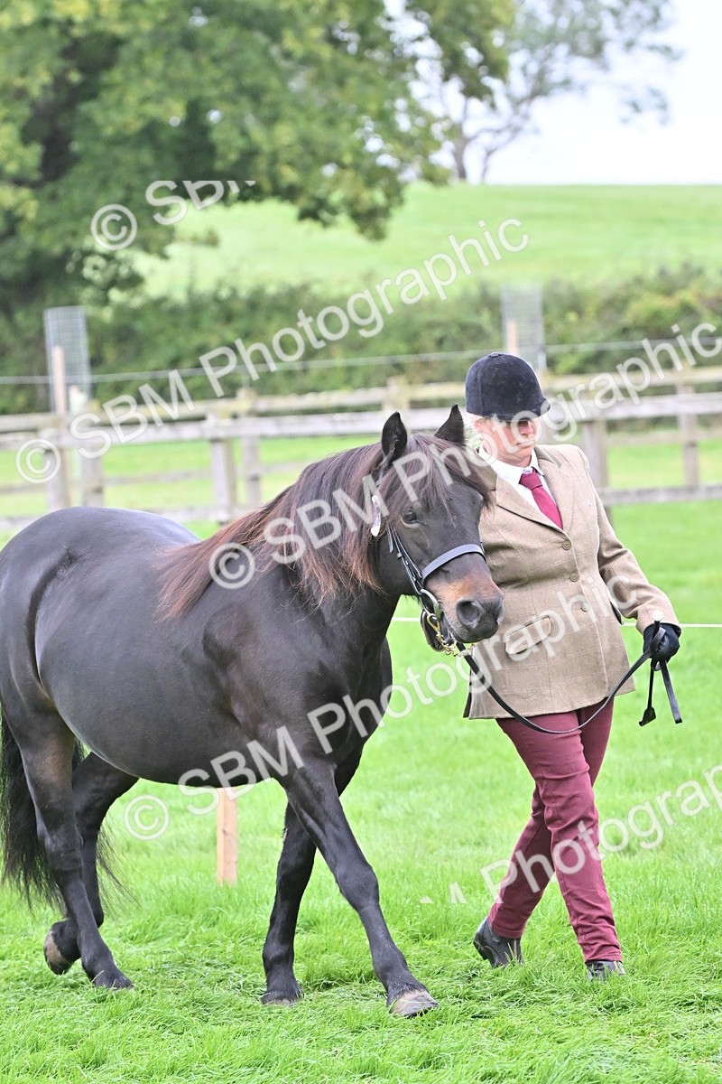 SBM_60909 - S48 - Mountain & Moorland In Hand Small Breeds