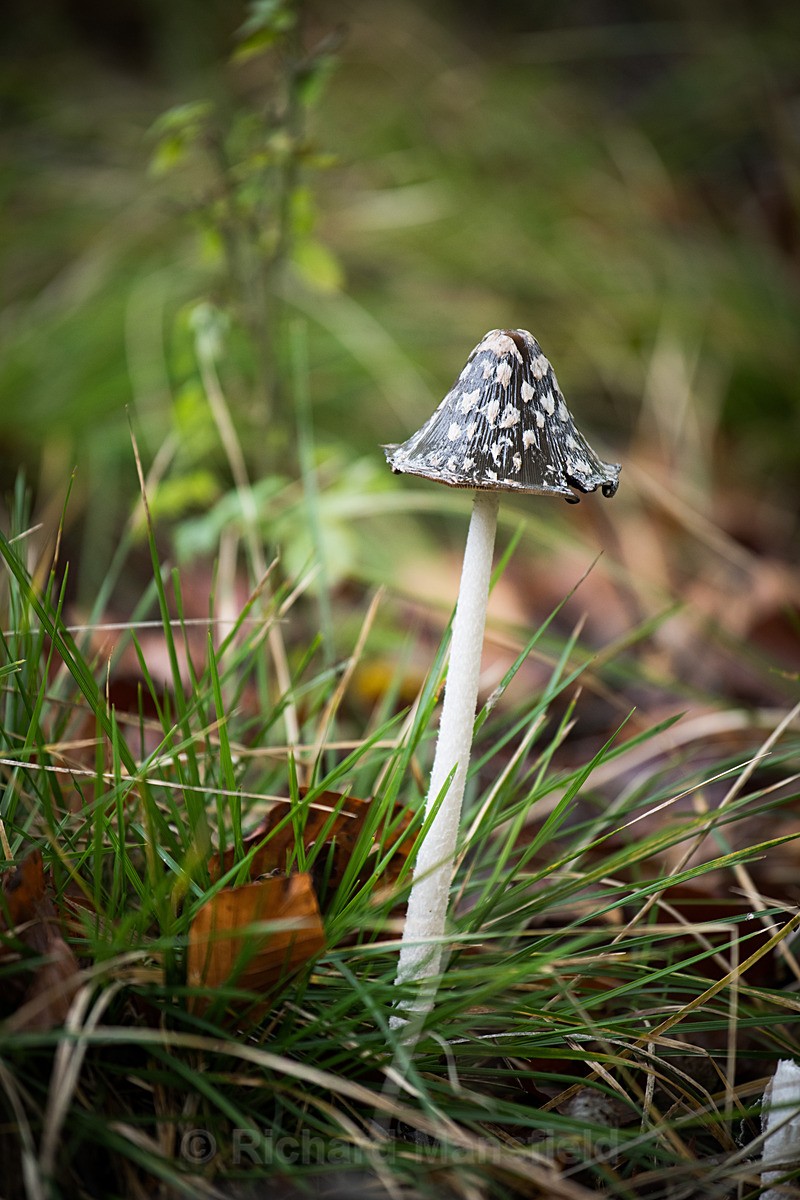  - Funghi