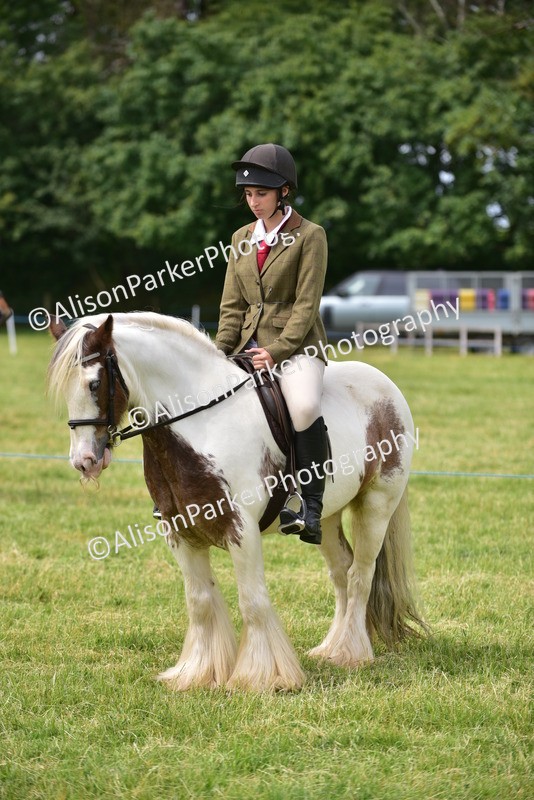 20260614-4004 - Class 16 - Handsome Gelding