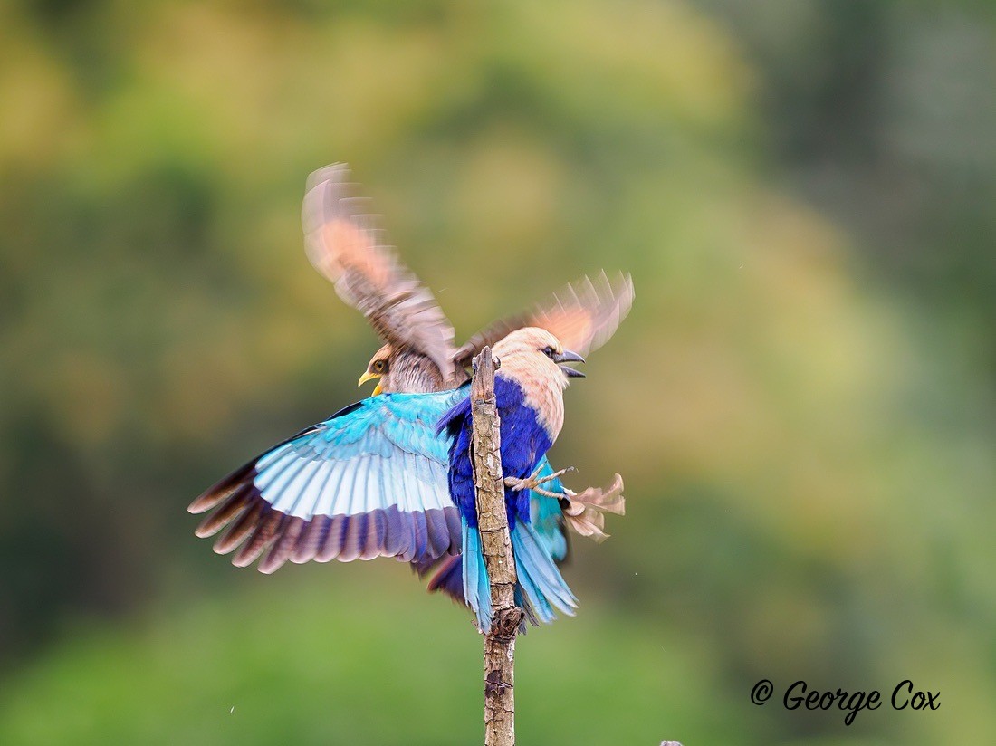 Blue-bellied Roller - Gambia 2025