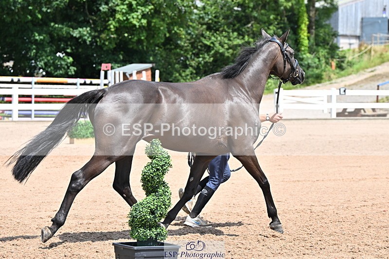 240718A-105313-01715 - Trot Up 1pm to 2pm