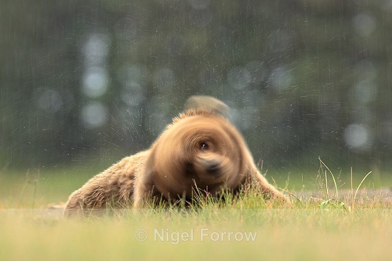 Brown Bear shakes head in rain, slow shutter speed, Alaska - Brown Bear
