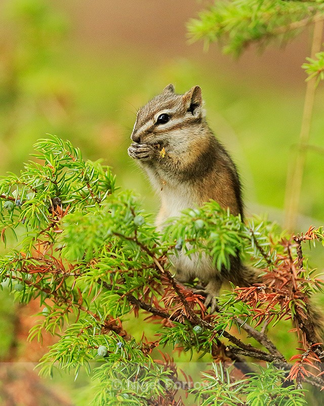 Least Chipmunk eating, Maligne Canyon, Canada - Chipmunk