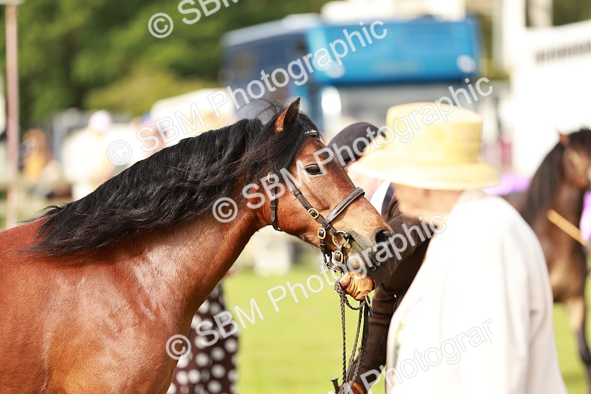 SBM_00479 - Class 14-23 - Mountain & Moorland In Hand Non Welsh
