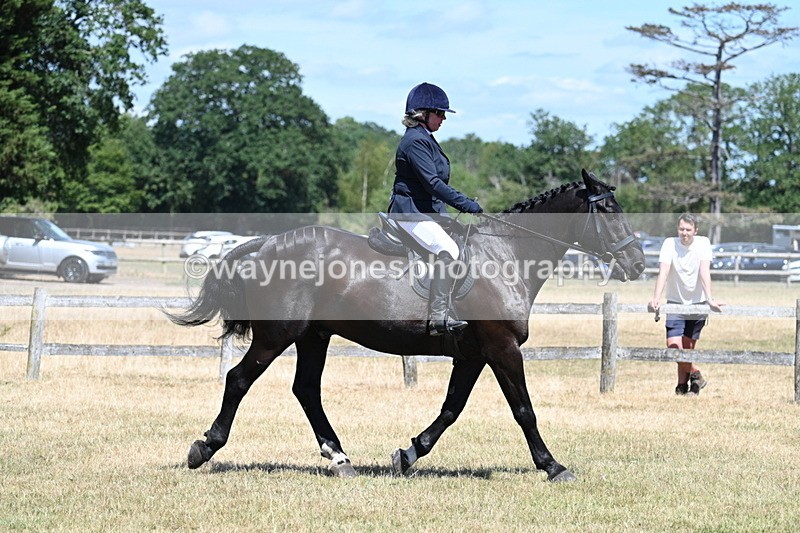 WJ7_2872 - Class 7 Riding Club Show Horse